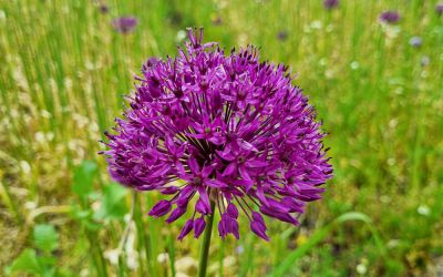 Allium Purple Rain - Zier-Lauch