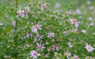 Aster lateriflorus var. horizon. Coombe Fishacre - Herbst-Aster