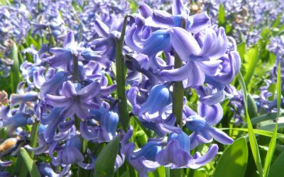 Hyacinthus orientalis Delft Blue - Hyazinthe