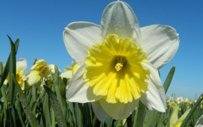Narcissus Ice Follies - Großkronige-Narzisse