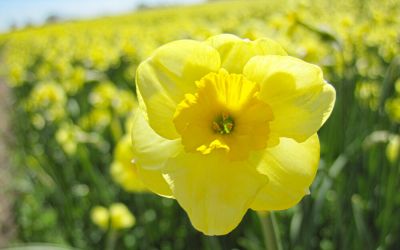 Narcissus Sundisc - Jonquilla-Narzisse