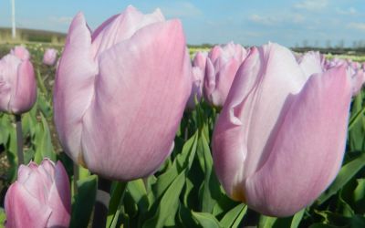 Tulipa Candy Prince - Einfache frühe Tulpe