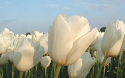 Tulipa Catherina - Einfache späte Tulpe