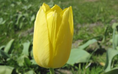 Tulipa Muscadet - Einfache späte Tulpe