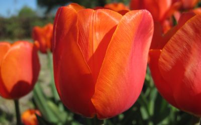 Tulipa Prins Willem Alexander - Triumph-Tulpe