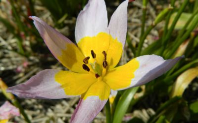 Tulipa saxatilis - Wildtulpe, Felsentulpe
