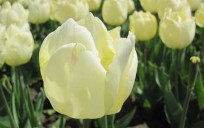 Tulipa Sunny Prince - Einfache frühe Tulpe