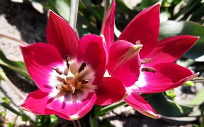 Tulipa Tiny Timo - Botanische Tulpe
