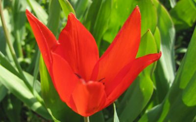 Tulipa praestans Zwanenburg - Wildtulpe