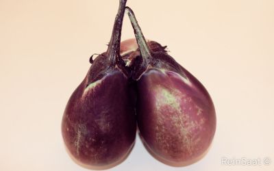 Saatgut: Aubergine Cesky Rany - Solanum melongena