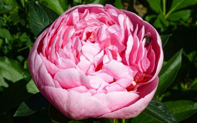 Paeonia Hybride Etched Salmon - Pfingstrose