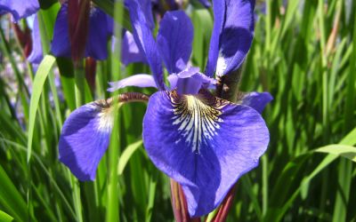 Iris sibirica Caesars Brother - Wiesen-Schwertlilie