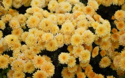 Chrysanthemum Hybride Sienna - Herbst-Chrysantheme, Winteraster