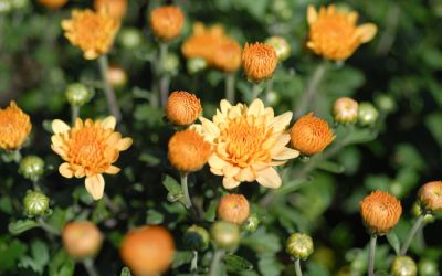 Chrysanthemum Hybride Sienna - Herbst-Chrysantheme, Winteraster