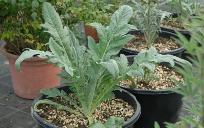 Cynara scolymus Vert de Provence - Gemüse-Artischocke