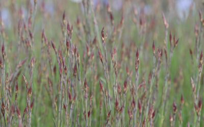 Dianthus deltoides Leuchtfunk - Heide-Nelke