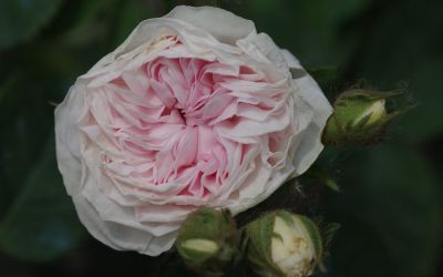 Rosa alba Félicité Parmentier - Historische Strauch-Rose