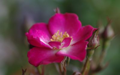 Rosa Lupo ® - Zwerg-, Bodendecker-Rose