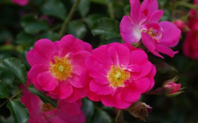 Rosa Neon ® - Beet-Rose