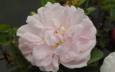 Rosa Pimpinellifolia-Hybride Stanwell Perpetual - Historische Strauch-Rose, Bibernell-Rose