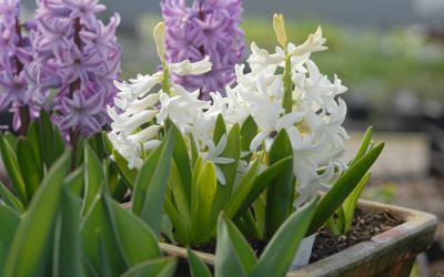 Hyacinthus orientalis White Pearl - Hyazinthe