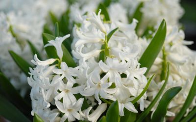 Hyacinthus orientalis White Pearl - Hyazinthe