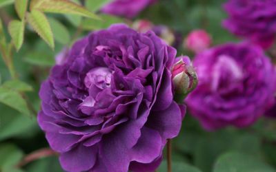 Rosa Reine des Violettes - Historische Strauch-Rose