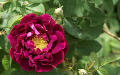 Rosa gallica Tuscany Superb - Historische Strauch-, Gallica-Rose