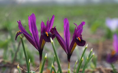 Iris reticulata J.S. Dijt - Zwerg-Iris, Zwerg-Netzblattschwertlilie