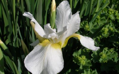 Iris sibirica Fourfold White - Wiesen-Schwertlilie