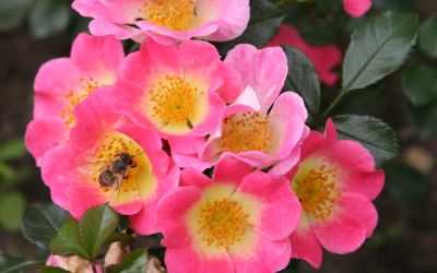 Rosa Topolina ® - Bodendecker-Rose, Kleinstrauch-Rose