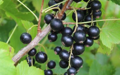 Schwarze Johannisbeere Blackbells ® - Ribes nigrum