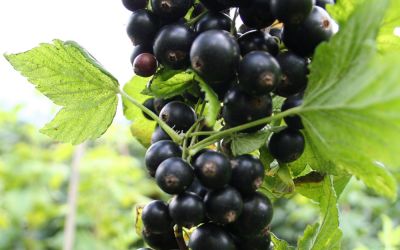 Schwarze Johannisbeere Noiroma® - Ribes nigrum