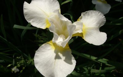 Iris sibirica Viel Schnee - Wiesen-Schwertlilie