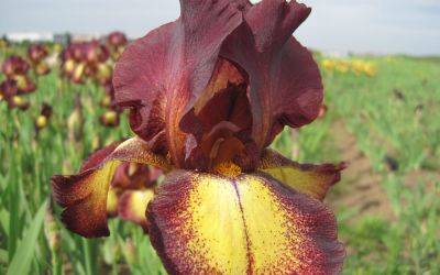 Iris barbata-elatior Provencal - Hohe Bart-Iris, Schwertlilie