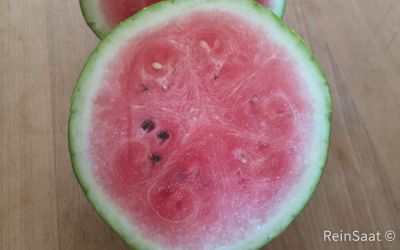 Saatgut: Wassermelone Crimson Sweet - Citrullus lanatus L.