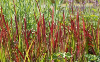 Imperata cylindrica Red Baron - Japanisches Blutgras, Alang-Alang-Gras