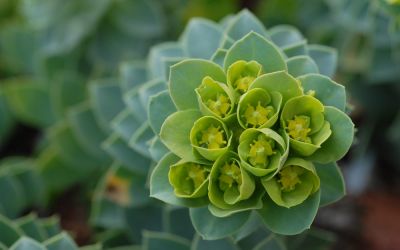 Euphorbia myrsinites  - Walzen-Wolfsmilch