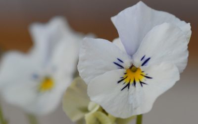 Viola cornuta Milkmaid - Horn-Veilchen