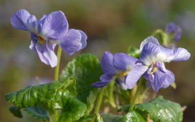Viola alba spp. dehndardtii Parme de Toulouse - Parma-Veilchen