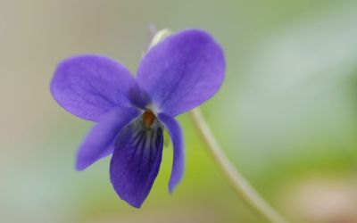 Viola odorata - Duft-Veilchen