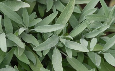 Salvia lavandulifolia - Spanischer Salbei