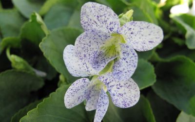 Viola sororia Freckles - Pfingst-Veilchen