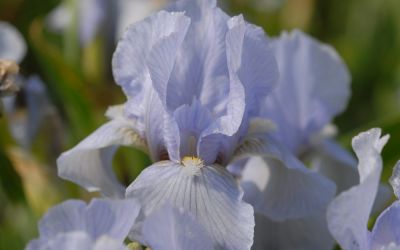 Iris barbata-nana Oberschwaben - Zwerg-Bart-Iris
