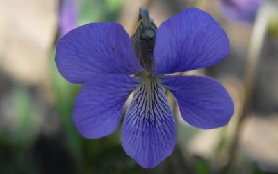 Viola palmata - Geteiltblättriges Veilchen