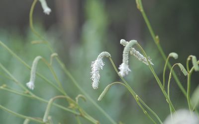 Sanguisorba tenuifolia var. alba Albiflora - Wiesenknopf