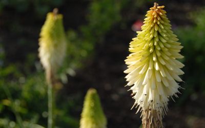 Kniphofia Hybride Ice Queen - Fackellilie