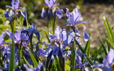 Iris sibirica Blue Celeste - Wiesen-Schwertlilie