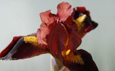 Iris barbata-nana Little Buccaneer - Zwerg-Bart-Iris