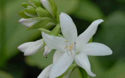 Hosta Plantaginea-Hybride Royal Standard - Lilien-Funkie
